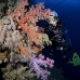 coral_soft_elp_si_v_0395_egy4928.jpg